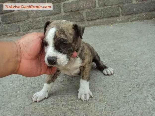 Vendo cachorra american pitbull atigrada - Animales y Mascotas >... Vendo cachorra american pitbull atigrada - Animales y Mascotas >...
