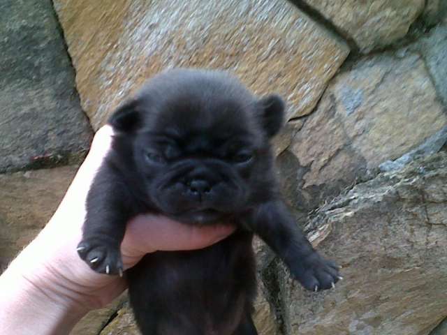 Vendo cachorritos pug negros y cervato pedigree a - San Pedro ...