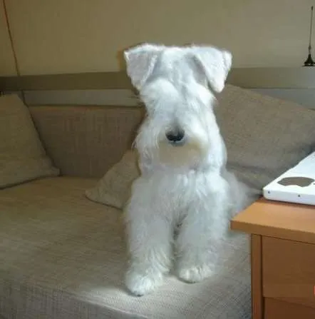 Vendo cachorritos schnauzer blancos - Quito, Ecuador - Animales ...