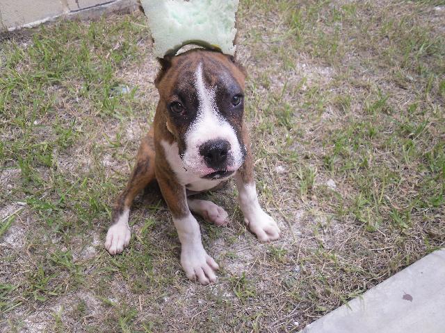 Imágenes de Vendo cachorro Boxer Atigrado 3.5 meses en Benito Juárez Imágenes de Vendo cachorro Boxer Atigrado 3.5 meses en Benito Juárez