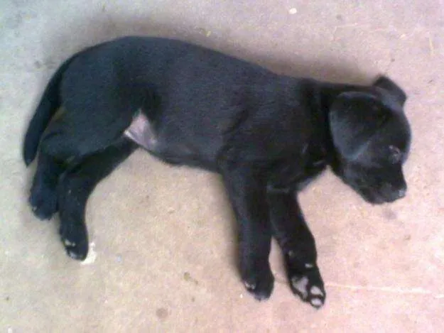 Vendo cachorro labrador americano de color negro de 1 mes de vida ...