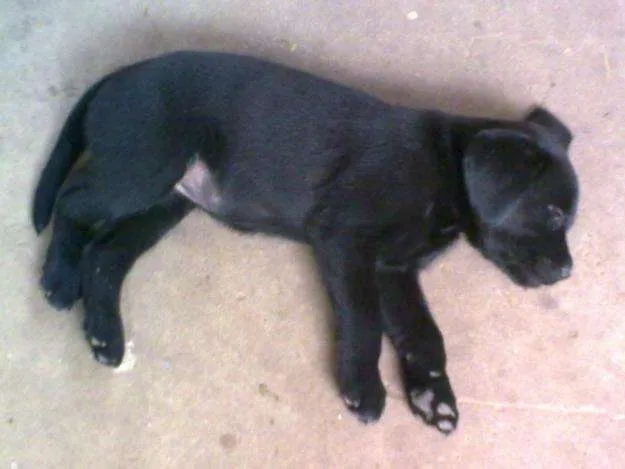 Vendo cachorro labrador americano de color negro de 1 mes de vida ... Vendo cachorro labrador americano de color negro de 1 mes de vida ...