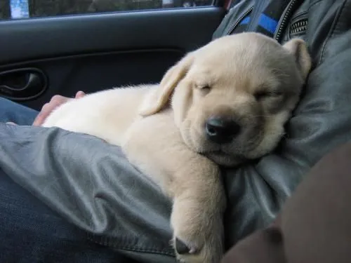 vendo último cachorro labrador dorado puro en Mendoza - 607697