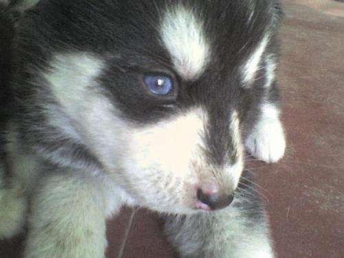 Vendo cachorros alaska malamute - Lima, Perú - Animales / Mascotas Vendo cachorros alaska malamute - Lima, Perú - Animales / Mascotas