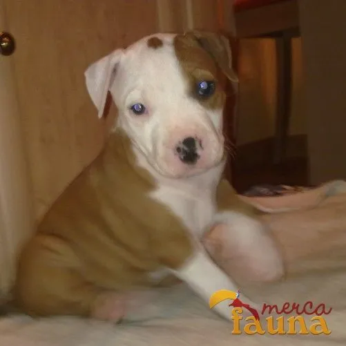 Vendo cachorros de american Stanford - Mercafauna - Compraventa de ... Vendo cachorros de american Stanford - Mercafauna - Compraventa de ...