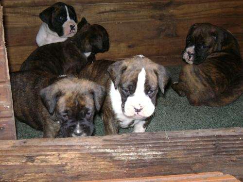VENDO CACHORROS BOXER ATIGRADOS 1 en Buenos Aires - 193597