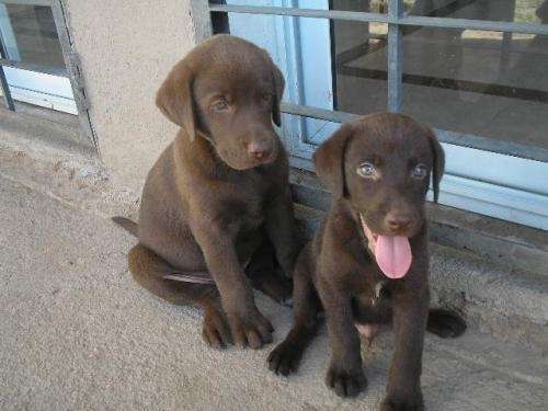 vendo-cachorros-de-labrador- ...