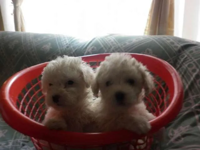 Vendo cachorros french poodle minitoy - Quito, Ecuador - Animales ... Vendo cachorros french poodle minitoy - Quito, Ecuador - Animales ...