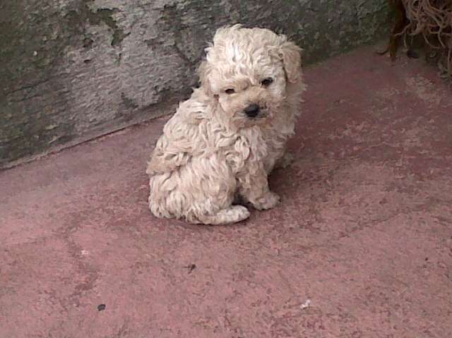 Vendo cachorros french poodle - Quito, Ecuador - Animales / Mascotas