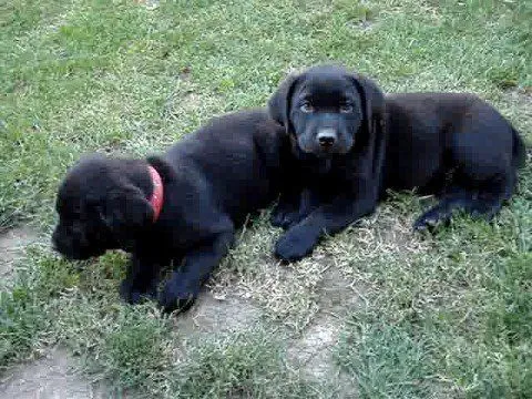 VENDO CACHORROS LABRADORES - YouTube