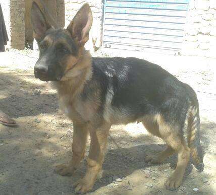 Vendo cachorros pastor aleman puros - Cochabamba, Bolivia ...