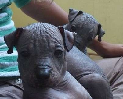 Vendo Cachorros De Perro Peruano Sin Pelo Lima | Search Results ... Vendo Cachorros De Perro Peruano Sin Pelo Lima | Search Results ...