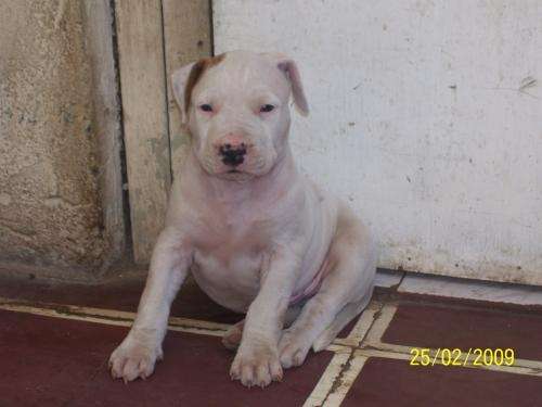 Pitbull de 2 meses blanco - Imagui