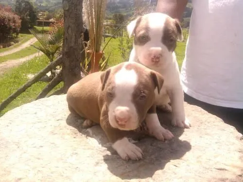 Vendo cachorros pitbull stanford - Cundinamarca, Colombia ...