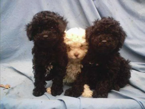 Vendo cachorros poodle medianos - Región Metropolitana, Chile ...