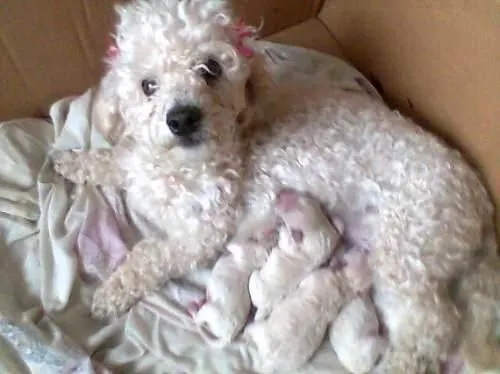 Vendo cachorros poodle en temuco - Temuco, Chile - Animales / Mascotas