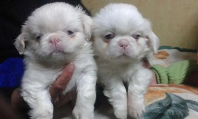 Vendo cachorros de raza pequines alvino - La Paz, Bolivia ... Vendo cachorros de raza pequines alvino - La Paz, Bolivia ...