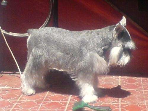 Vendo cachorros schnauzer miniatura sal y pimienta - Tarija ...
