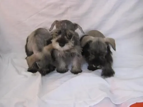 Vendo cachorros schnauzer, sal y pimienta, raza pequeña ...