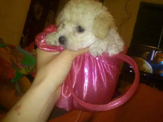 Vendo caniche mini toy hermosoo!!!color canela de 3 meses el mejor ... Vendo caniche mini toy hermosoo!!!color canela de 3 meses el mejor ...