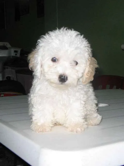 Vendo caniche miny toy macho hermoso ideal regalo papa noel o ... Vendo caniche miny toy macho hermoso ideal regalo papa noel o ...