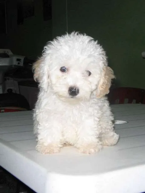 Vendo caniche toy mini blancos 011 4636-1414 / 156-641-2140 ...