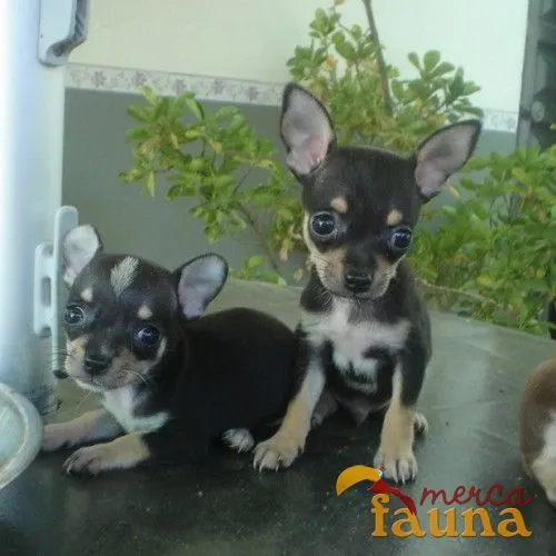 Vendo chihuahua negros - Mercafauna - Compraventa de animales ... Vendo chihuahua negros - Mercafauna - Compraventa de animales ...