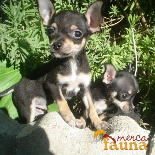 Perros chihuahuas negros - Imagui