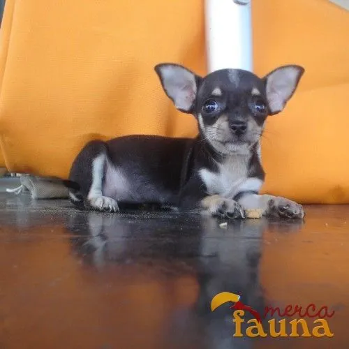 Vendo chihuahuas negros - Mercafauna - Compraventa de animales ... Vendo chihuahuas negros - Mercafauna - Compraventa de animales ...