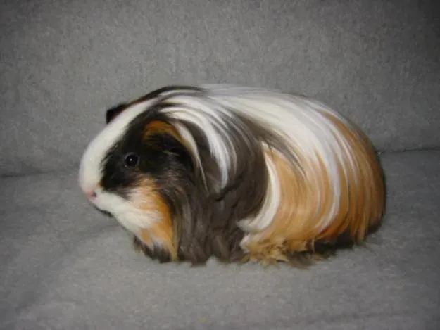 Cuyos de pelo largo bebés - Imagui