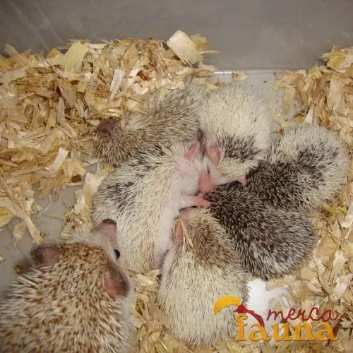 Vendo Erizo enano africano - Mercafauna - Compraventa de animales ...