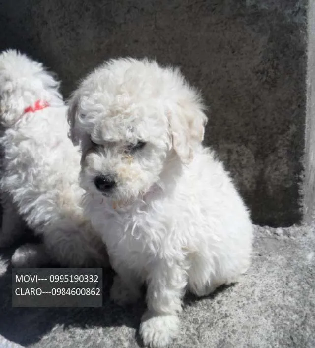 Vendo french poodle blancos puro hermosos cachorros - Quito ...