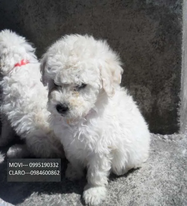 Vendo french poodle blancos puro hermosos cachorros - Quito ... Vendo french poodle blancos puro hermosos cachorros - Quito ...
