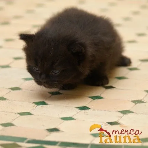 Vendo Gatos Persas - Mercafauna - Compraventa de animales entre ... Vendo Gatos Persas - Mercafauna - Compraventa de animales entre ...
