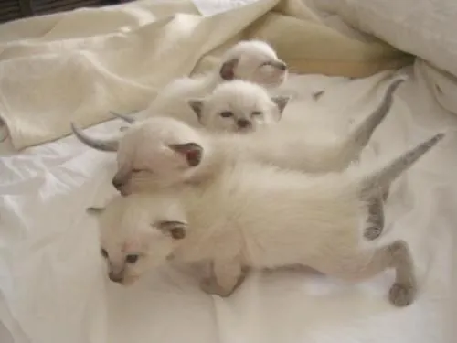 Vendo gatos siames ojos azules - Pichincha, Ecuador - Animales ...