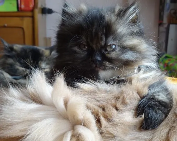 Vendo dos hermosas gatitas persa - La Paz, Bolivia - Animales ...