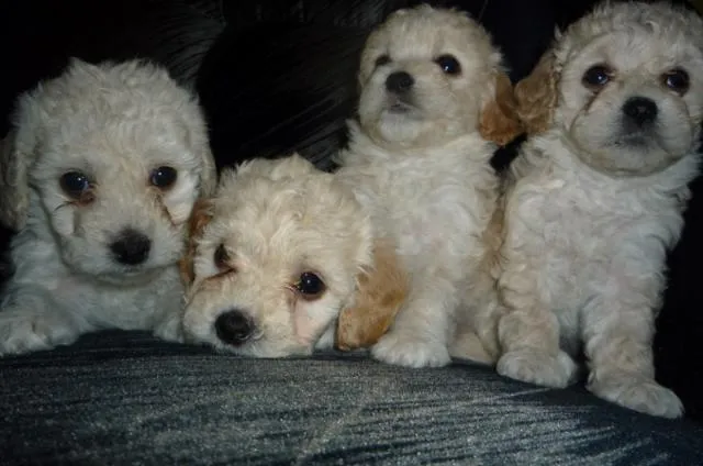French poodle bebés - Imagui