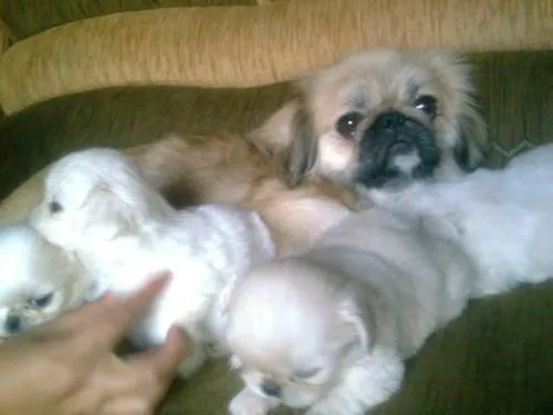 Vendo hermosos cachorritos pequines - Pichincha, Ecuador ... Vendo hermosos cachorritos pequines - Pichincha, Ecuador ...