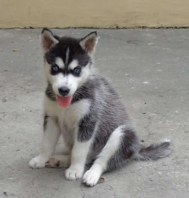 Vendo lindo cachorro husky siberiano ojos azules padres a la vista ...