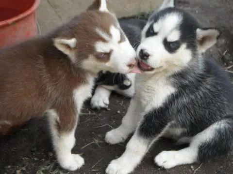 Vendo lindos cachorros husky siberiano de 3 meses a 600 quetzales ... Vendo lindos cachorros husky siberiano de 3 meses a 600 quetzales ...