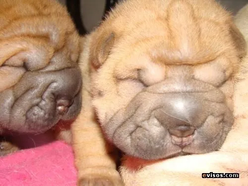VENDO LINDOS CACHORROS DE SHAR PEI - Huancayo - Perros - Gatos ... VENDO LINDOS CACHORROS DE SHAR PEI - Huancayo - Perros - Gatos ...