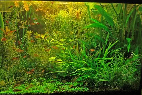 vendo lote de plantas (incluye HC,riccia,glosso,pogost.etc,etc ... vendo lote de plantas (incluye HC,riccia,glosso,pogost.etc,etc ...