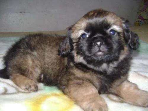 Vendo pequines enano,hermoso cachorrito - Concepción, Chile ... Vendo pequines enano,hermoso cachorrito - Concepción, Chile ...