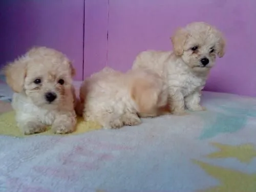 Vendo perritos french poodle tacita cariñosos - Heredia, Costa ...