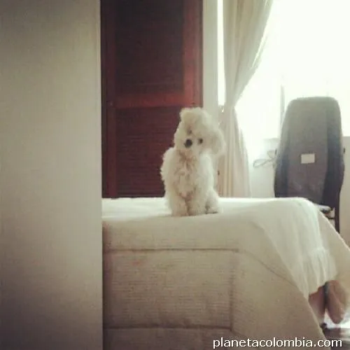 Vendo perro tácita de te en Barrios Unidos: teléfono Vendo perro tácita de te en Barrios Unidos: teléfono