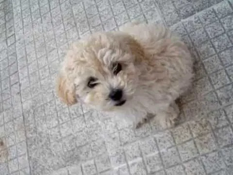 vendo perros mini toy a $ 700 , macho ,hembra cola estetica ... vendo perros mini toy a $ 700 , macho ,hembra cola estetica ...