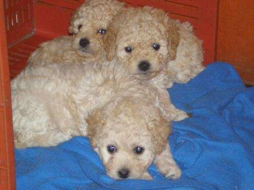 Vendo perros poodle toy y micro toy - Santiago, Chile - Animales ...