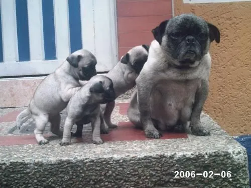 Vendo perros pug cachorros - Cundinamarca, Colombia - Animales ... Vendo perros pug cachorros - Cundinamarca, Colombia - Animales ...