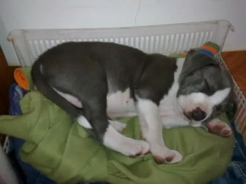 Vendo Pitbull Stanford Color Gris Animales Mascotas Pictures Vendo Pitbull Stanford Color Gris Animales Mascotas Pictures
