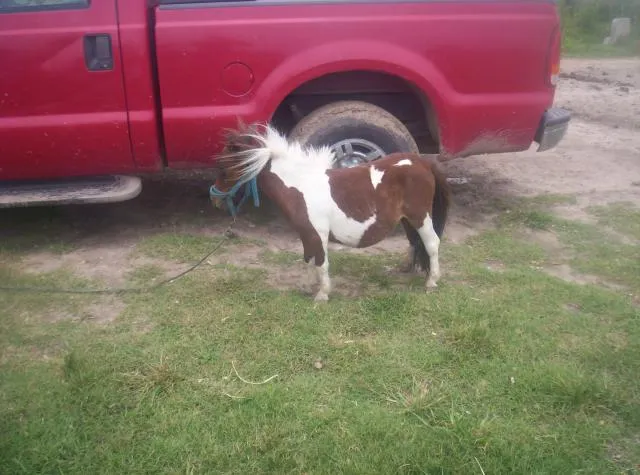 Vendo pony miniatura en Esperanza